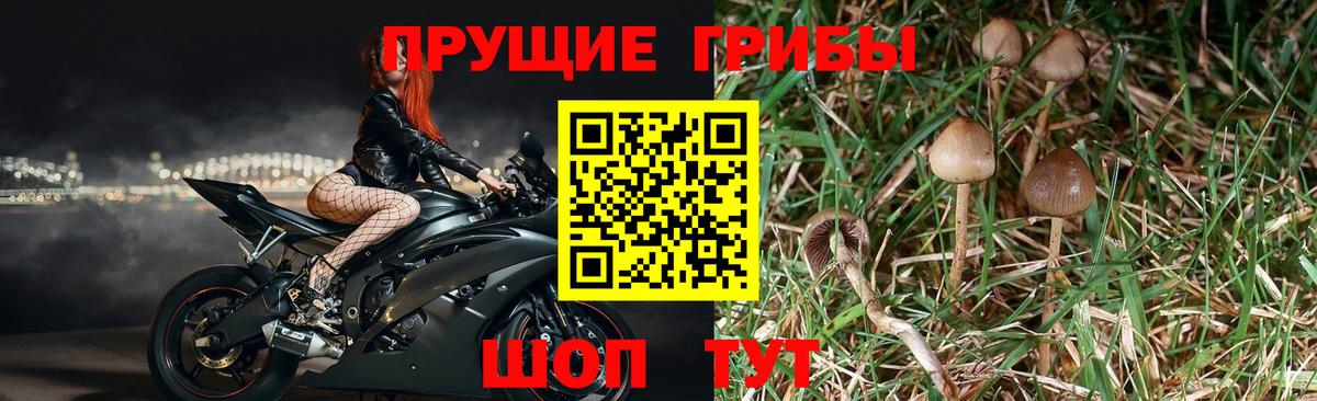 Псилоцибиновые грибы прущие грибы Самара